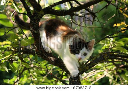 Cute Three Colored Kitten Gnawing On Tree Branch