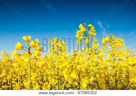 Oilseed Rape, Canola, Biodiesel Crop