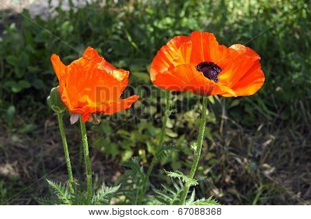 Beautiful Red Poppies In A Garden.