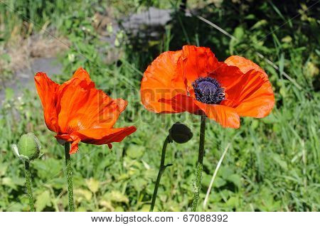 Beautiful Red Poppies In A Garden.