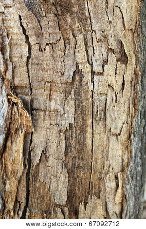 Tree bark texture background