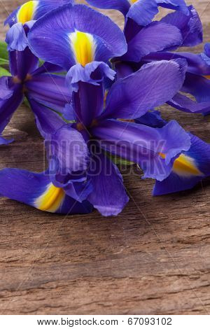 Blueflag or iris flower on grungy wooden background