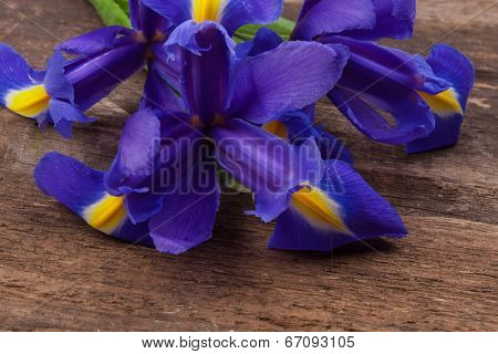 Blueflag or iris flower on grungy wooden background