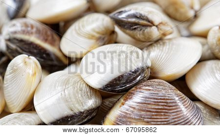 fresh clams on white background 