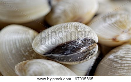 fresh clams on white background 