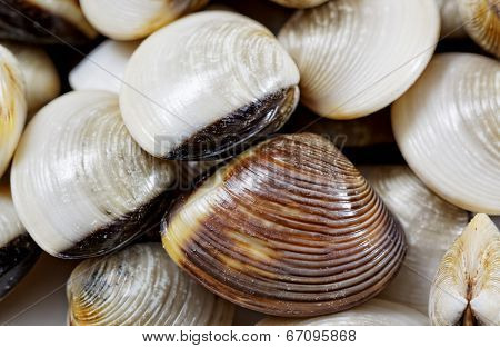 fresh clams on white background 