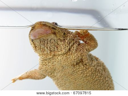 Spanish Amphibious