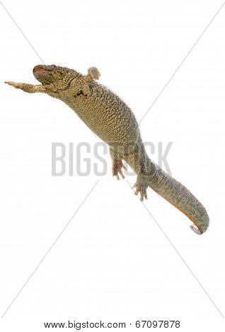 Spanish Amphibious