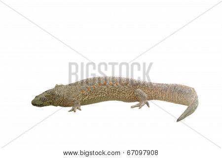 Spanish Amphibious