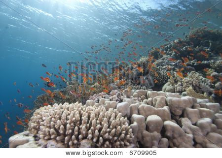 Pesci tropicali In acqua blu chiaro