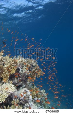 Pesci tropicali In acqua blu chiaro