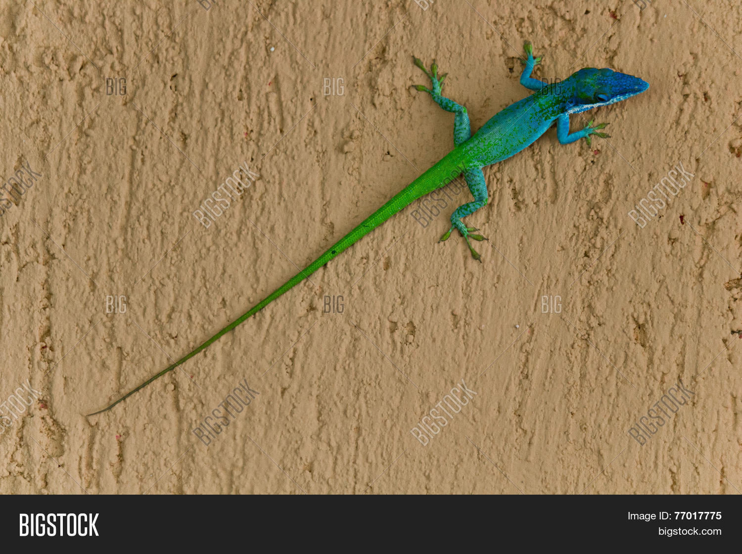 Image Preview