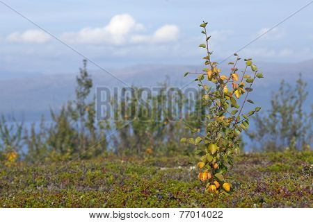 Colorful autumn, fall leaves in the taiga forest, close up birch, Betula pubescens.