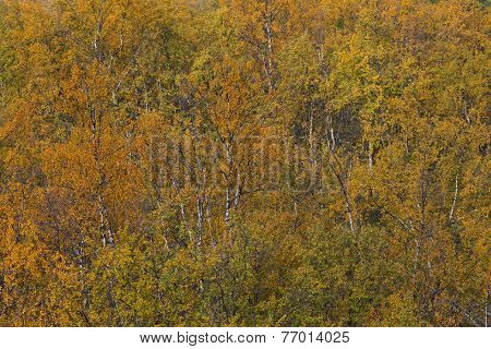 Colorful autumn, fall trees and leaves in the mountain forest, Betula pubescens.