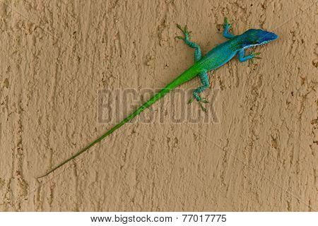 Two Coloured Lizard