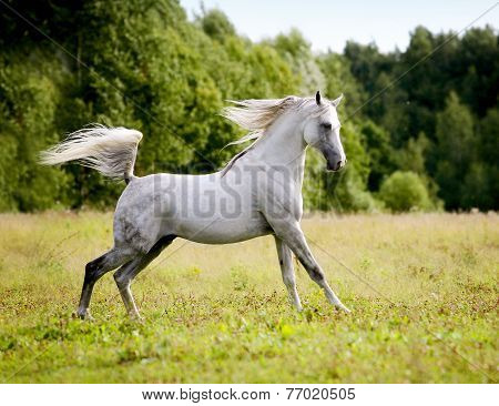 Beautiful Arab Stallion
