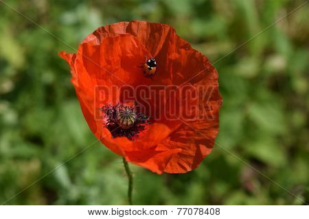 Poppy with ladybug