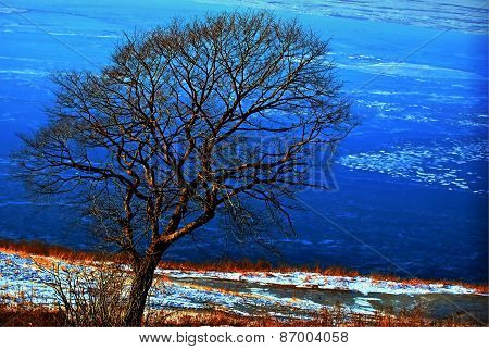 Lonely tree