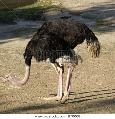 Emu