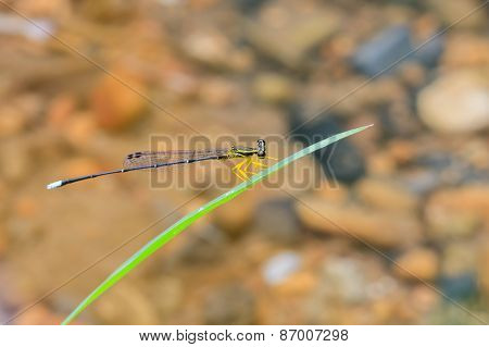 A Male Dragonfly (copera Marginpes) On Green Grass