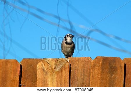 Blue Jay Bird On Fence Looking Away