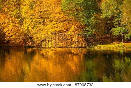 Water With Autumn Trees In Park