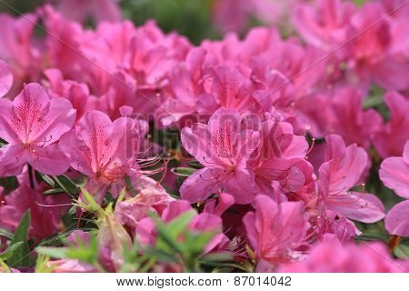 Rhododendron