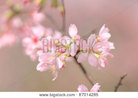 Pink Blossom Sukura Flowers On A Spring Day