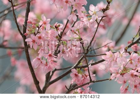 Pink Blossom Sukura Flowers On A Spring Day