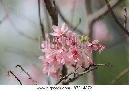 Sukura Flowers On A Spring Day