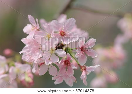 Pink Blossom Sukura Flowers On A Spring Day