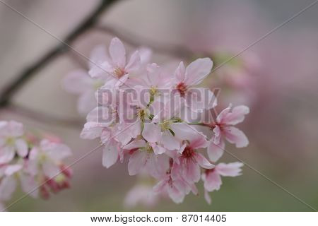 Sukura Flowers On A Spring Day