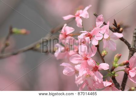 Sukura Flowers On A Spring Day