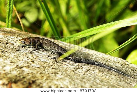 Lizzard