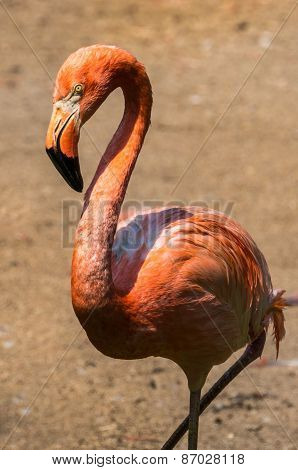 Flamingo