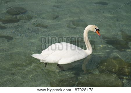 Swan floating in Lake Geneva