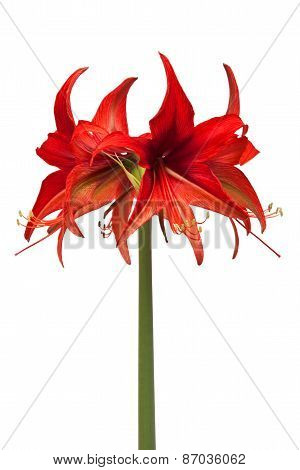Hippeastrum Bogota