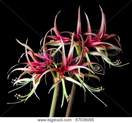 Hippeastrum Sybister Chiko