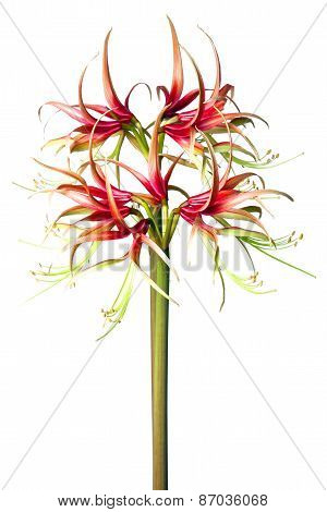 Hippeastrum Sybister Chiko