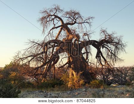 Chestnut Tree At Kubu Island