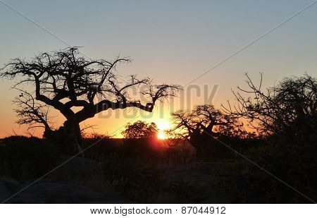 Baobab Tree At Kubu Island