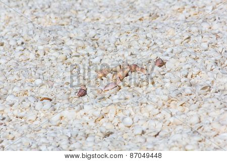 Shell Beach in Western Australia