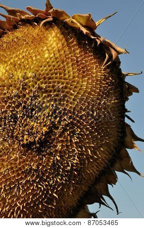 Sunflower in Autumn