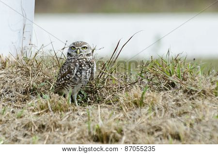 Burrowing Owl