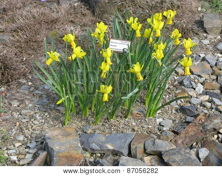 Narcissus cyclamineus