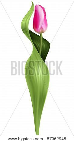 Pink tulip isolated over white background