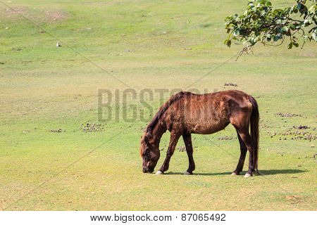 Horses In The Field