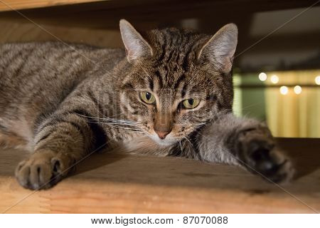 Tabby Cat Laying On Side