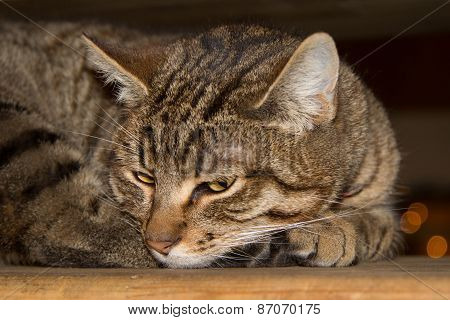 Tabby Cat Laying On Side