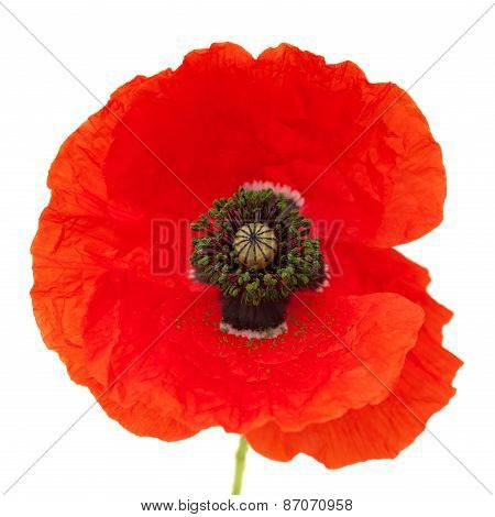 Bright Red Poppy